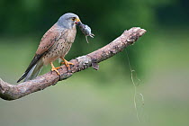 Male Kestrel (Falco tunninculus) with prey, France, May.