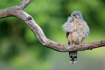 Male Kestrel (Falco tunninculus) preening on branch, France, June.