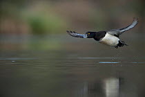 Male Tufted duck (Athya fuligula) flying over a lake, Mayenne, France, March.