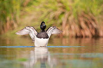 Male Tufted duck (Athya fuligula) stretching wings, Mayenne, France, March.