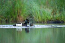 Pair of Tufted ducks (Athya fuligula) mating on a lake, Mayenne, France, March.