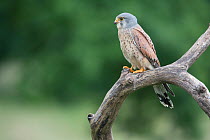 Male Kestrel (Falco tunninculus) perched on branch with prey, France, June.