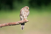 Female Kestrel (Falco tunninculus) perched on branch, France, June.