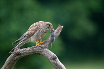 Female Kestrel (Falco tunninculus) feeding on prey, leaving body for chicks, France, June.