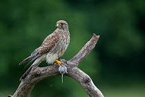 Female Kestrel (Falco tunninculus) perched on branch with prey, France, June.