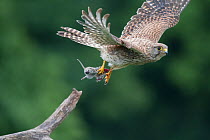 Female Kestrel (Falco tunninculus) carrying prey to chicks, France, June.