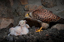 Female Kestrel (Falco tunninculus) feeding chicks in nest, France, May.
