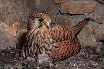 Female Kestrel (Falco tunninculus) incubating chicks in nest, France, May.