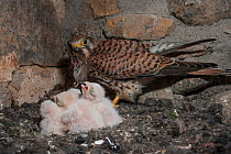Female Kestrel (Falco tunninculus) feeding chicks in nest, France, May.