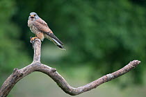 Male Kestrel (Falco tunninculus) perched on a branch vocalising, holding prey, France, May.