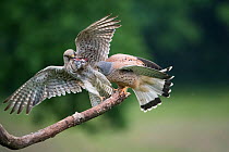 Male Kestrel (Falco tunninculus) giving prey to female near nest, France, June.