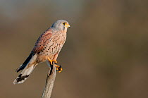 Male Kestrel (Falco tunninculus) perched on a branch with cricket prey, France, January