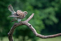 Female Kestrel (Falco tunninculus) shaking feathers to remove dust and parasites, France, June.