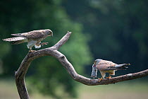 Male Kestrel (Falco tunninculus) giving prey to female near nest, France, June.