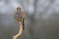 Female Kestrel (Falco tunninculus) perched on a branch, France, March.