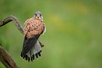Male Kestrel (Falco tunninculus) perched on a branch, France, May.