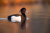 Male Tufted duck (Athya fuligula) on lake, Mayenne, France, March.