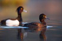 Pair of Tufted ducks (Athya fuligula) on lake, Mayenne, France, March.