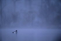 Male Tufted duck (Athya fuligula) on lake in mist, Mayenne, France, March.
