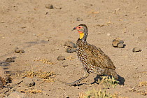 Yellow-necked Spurfowl (Francolinus leucoscepus), female. Kenya.