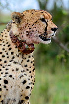 Cheetah (Acinonyx jubatus) female wearing radio tracking collar, Kenya.