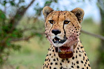 Cheetah (Acinonyx jubatus) female wearing  radio tracking collar, Kenya.