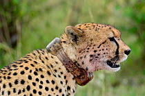 Cheetah (Acinonyx jubatus) female  with radio transmitter collar, Kenya.