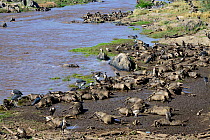 Carcasses of Wildebeest (Connochaetes taurinus) that drowned while trying to cross the Mara River, Masai Mara Triangle.