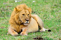 Lion (Panthera leo) resting, with a full stomach, after eating a wildebeest. Kenya.