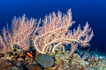 Soft coral (Chironephthya sp) North Point dive site, Sanganeb reef, Sudan, Red Sea