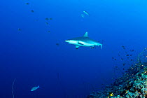 Grey reef shark (Carcharhinus amblyrhynchos) North Point dive site, Sanganeb reef, Sudan, Red Sea