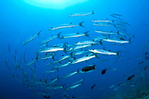 Shoal of Blackfin barracuda (Sphyraena qenie) South Point dive site, Sanganeb reef, Sudan, Red Sea