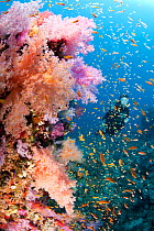 Scuba diver and soft coral (Dendronephthya sp.) South Point dive site, Sanganeb reef, Sudan, Red Sea