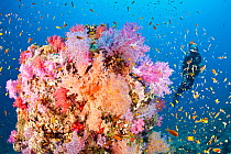 Scuba diver and soft coral (Dendronephthya sp) South Point dive site, Sanganeb reef, Sudan, Red Sea