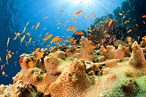 Reef and shoal of Jewel fairy basslet (Pseudanthias squamipinnis) South Point dive site, Sanganeb reef, Sudan, Red Sea