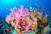 Soft coral (Dendronephthya sp) with shoal of Jewel fairy basslet, (Pseudanthias squamipinnis) South Point dive site, Sanganeb reef, Sudan, Red Sea
