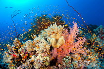Reef covered with soft coral,( Dendronephthya sp) and Black coral, (Antipathes sp) with shoal of Jewel fairy basslet (Pseudanthias squamipinnis) South Point dive site, Sanganeb reef, Sudan, Red Sea