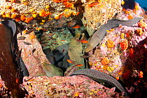 Fine spotted moray eel (Gymnothorax dovii) together in a den, Malpelo Island  National Park, UNESCO World Heritage Site, Colombia, East Pacific Ocean