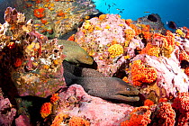 Fine spotted moray eels (Gymnothorax dovi) together in  den, Malpelo Island  National Park, UNESCO World Heritage Site, Colombia, East Pacific Ocean