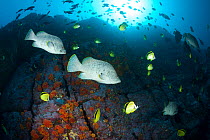 Leather bass (Dermatolepis dermatolepis) and Blacknosed butterflyfish (Johnrandallia nigrirostris) Malpelo Island  National Park, UNESCO World Heritage Site, Colombia, East Pacific Ocean