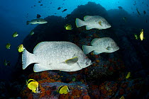 Leather bass (Dermatolepis dermatolepis) and Blacknosed butterflyfish (Johnrandallia nigrirostris) Malpelo Island  National Park, UNESCO World Heritage Site, Colombia, East Pacific Ocean
