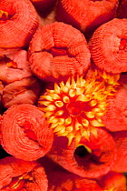 Polyp of Orange cup coral (Tubastrea coccinea) Malpelo Island  National Park, UNESCO World Heritage Site, Colombia, East Pacific Ocean