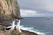 Couple of Masked booby (Sula dactylatra) and MV Sea Wolf liveaboard, Malpelo Island  National Park, UNESCO World Heritage Site, Colombia, East Pacific Ocean