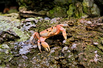 Land crab (Gecarcinus malpilensis) Malpelo Island  National Park, UNESCO World Heritage Site, Colombia, East Pacific Ocean