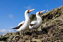 Masked booby (Sula dactylatra) pair, Malpelo Island  National Park, UNESCO World Heritage Site, Colombia, East Pacific Ocean