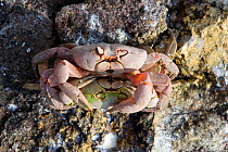 Land crab (Gecarcinus malpilensis) pair mating Malpelo Island  National Park, UNESCO World Heritage Site, Colombia, East Pacific Ocean