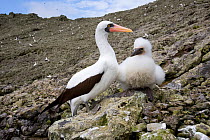 Masked booby (Sula dactylatra) with chick, Malpelo Island  National Park, UNESCO World Heritage Site, Colombia, East Pacific Ocean