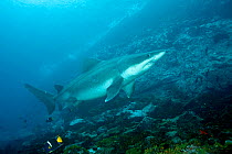 Smalltooth sand tiger shark (Odontaspis ferox) Malpelo Island  National Park, UNESCO World Heritage Site, Colombia, East Pacific Ocean