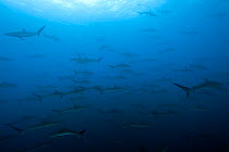 Shoal of Silky sharks (Carcharhinus falciformis) Malpelo Island  National Park, UNESCO World Heritage Site, Colombia, East Pacific Ocean