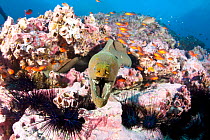 Green moray (Gymnothorax castaneus) with sea urchins and Guadalupe cardinalfish (Apogon guadalupensis) Malpelo Island  National Park, UNESCO World Heritage Site, Colombia, East Pacific Ocean